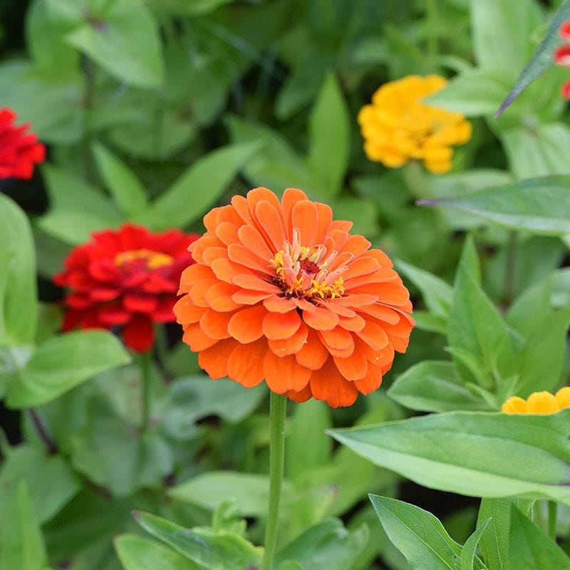 Lava Lamp Zinnia Seed Mix