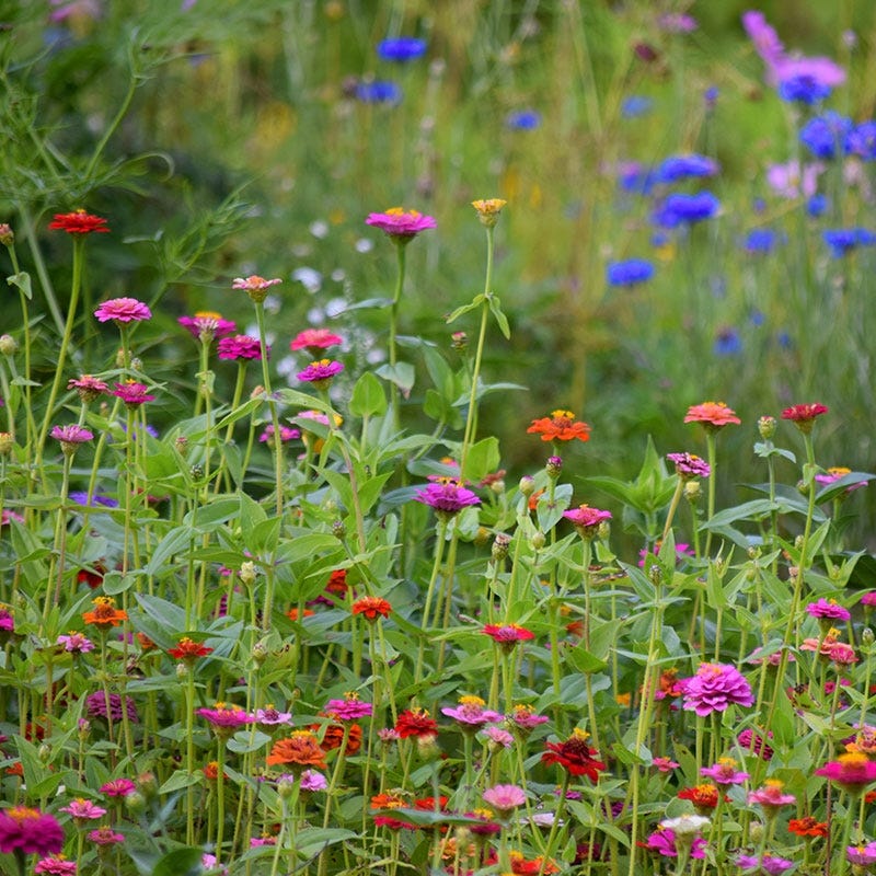 Lilliput Zinnia Seeds