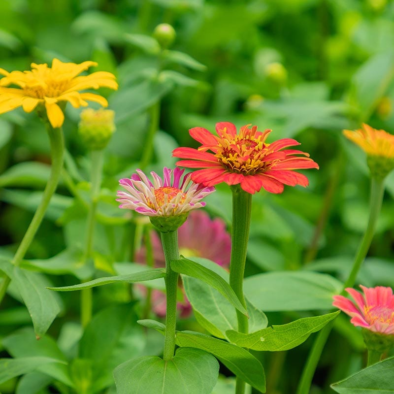 Lilliput Zinnia Seeds