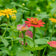 Lilliput Zinnia Seeds