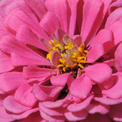 Luminosa Zinnia Seeds