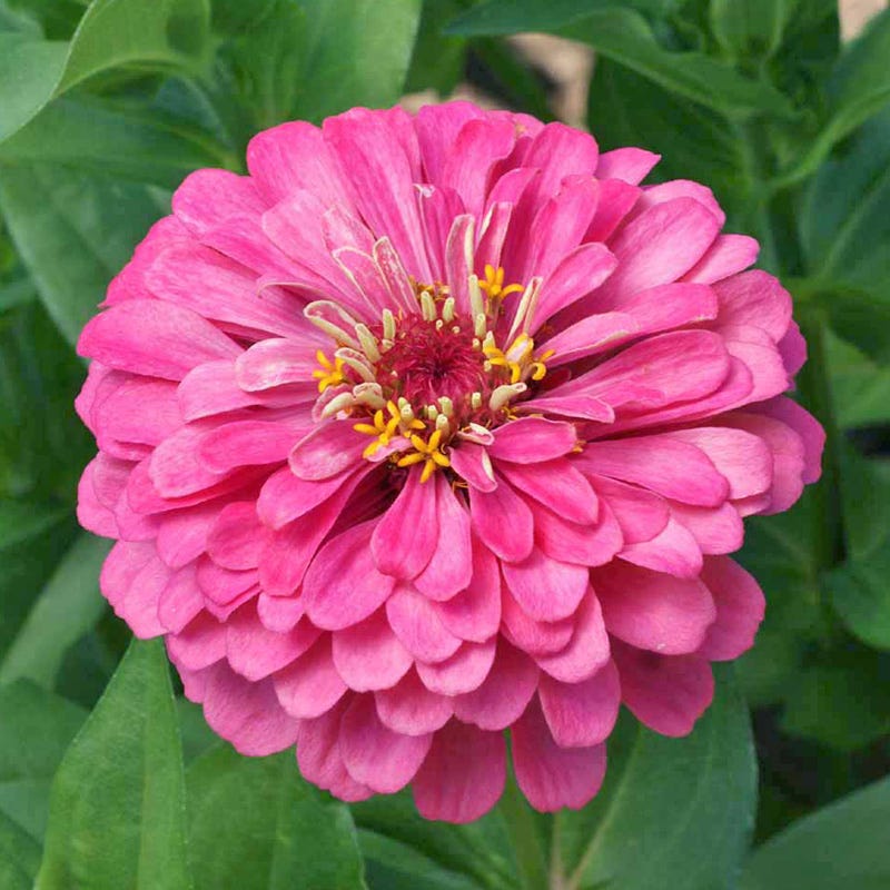Pink Lemonade Zinnia Seed Mix
