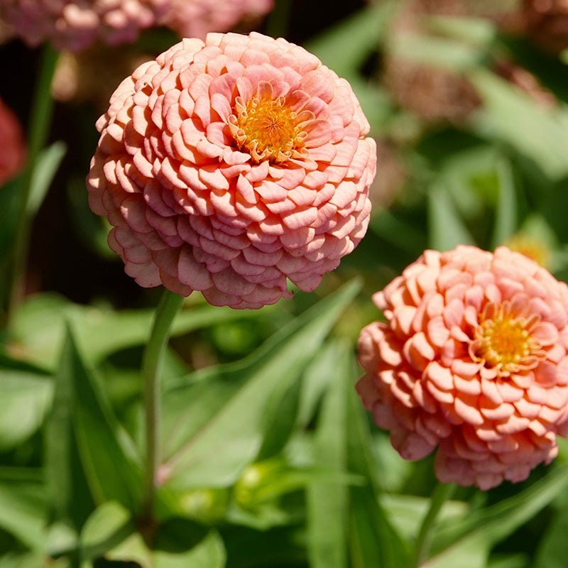 Bubblegum Zinnia Seed Mix