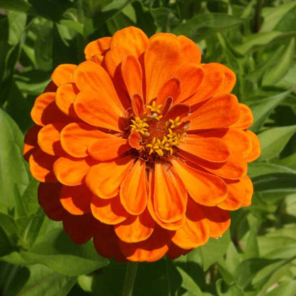Confetti Zinnia Seed Mix