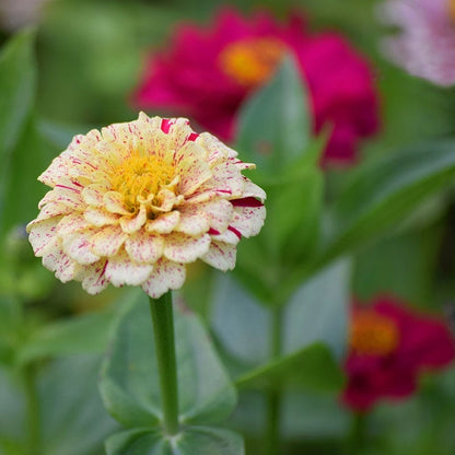 Peppermint Stick Zinnia Seeds
