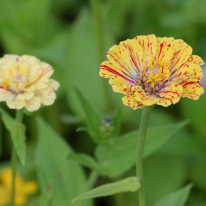 Peppermint Stick Zinnia Seeds