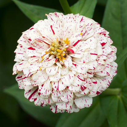 Peppermint Stick Zinnia Seeds