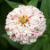 Peppermint Stick Zinnia Seeds