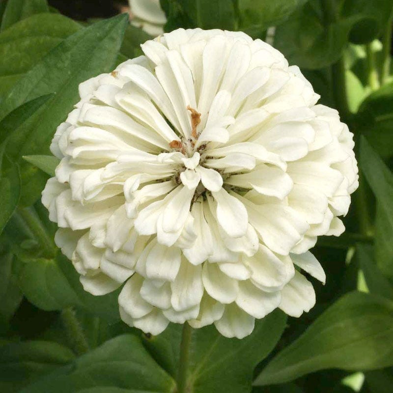 Polar Bear Zinnia Seeds