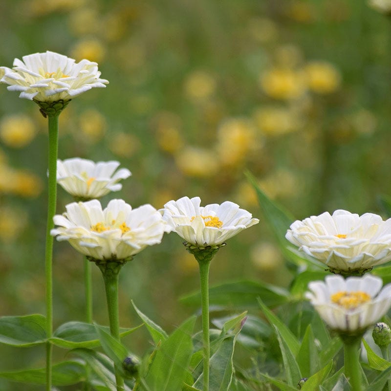 Polar Bear Zinnia Seeds | American Meadows