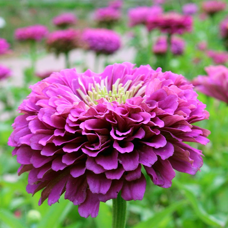 Purple Prince Zinnia Seeds