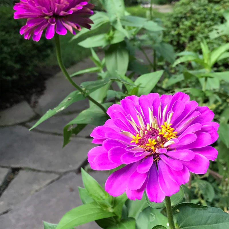 Purple Prince Zinnia Seeds