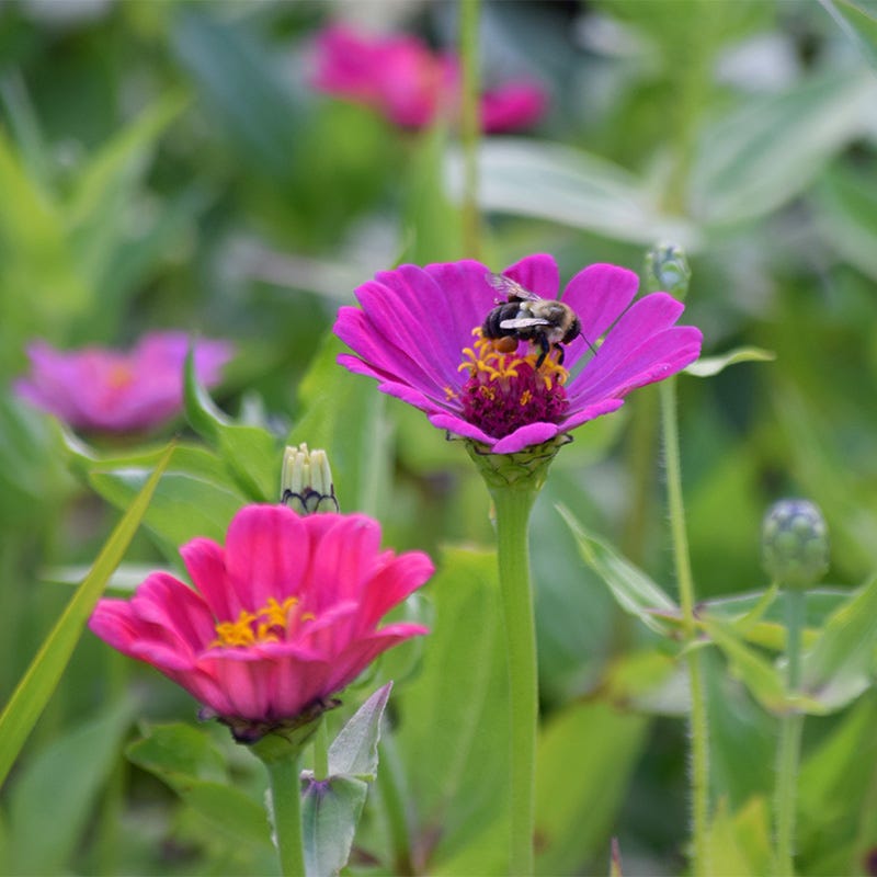 Purple Prince Zinnia Seeds