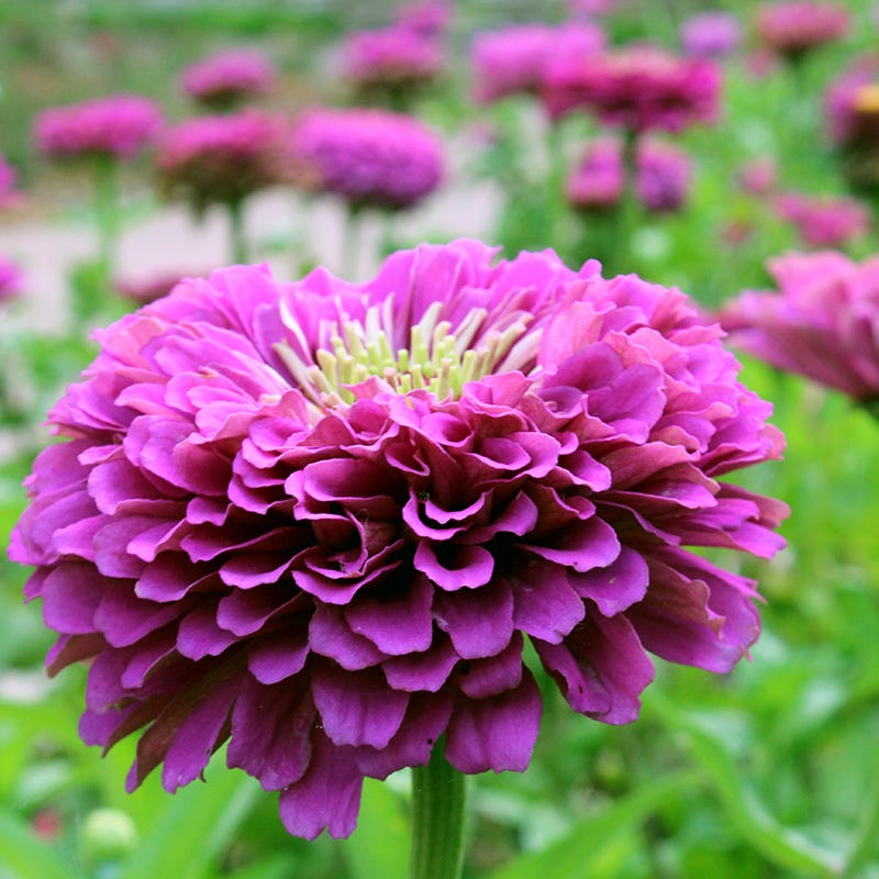 Purple Wildflower Seed Mix