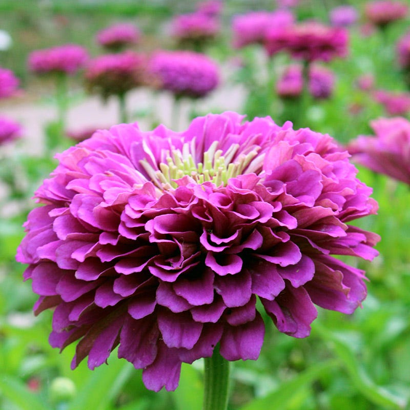 Find Your Zen Zinnia Seed Collection