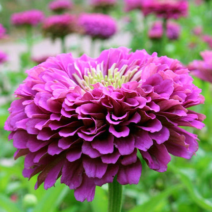 Confetti Zinnia Seed Mix
