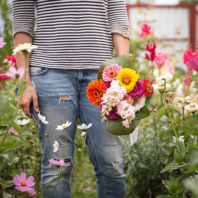 grandmother cut flower garden seed Cut & Come Again Zinnia Seeds