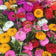 Cut & Come Again Zinnia Seeds|Zinnia Seeds Cut and Come Again Mix, Zinnia elegans