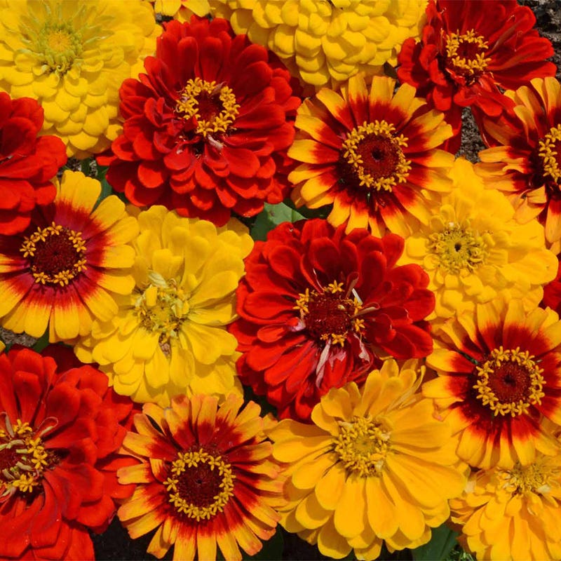 South Of The Border Zinnia Seed Mix