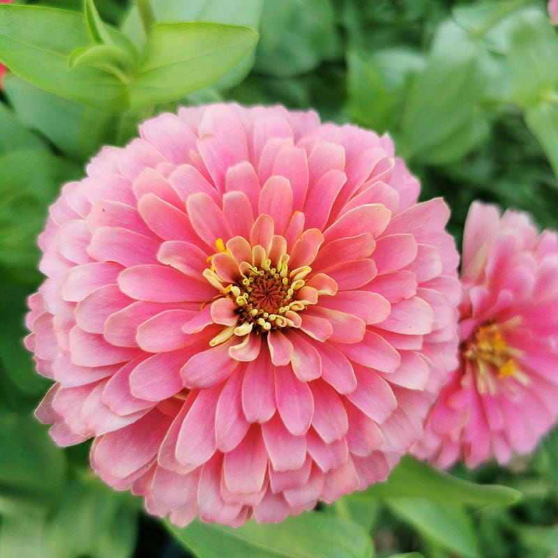 Bubblegum Zinnia Seed Mix