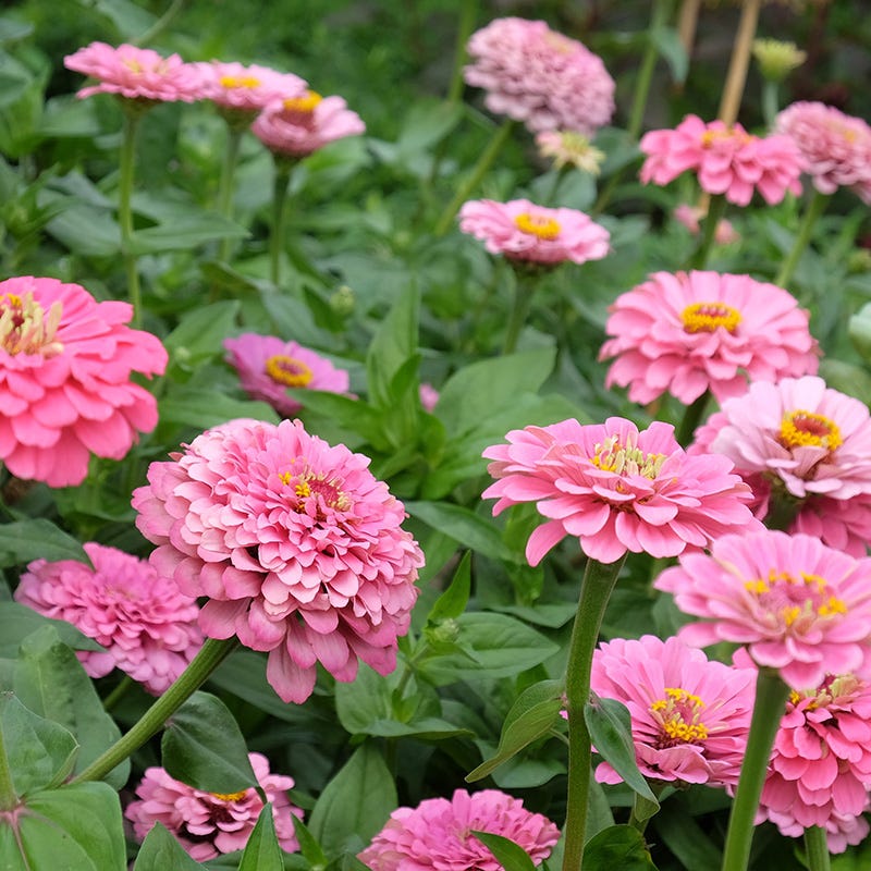 Tickled Pink Zinnia Seed Mix | American Meadows