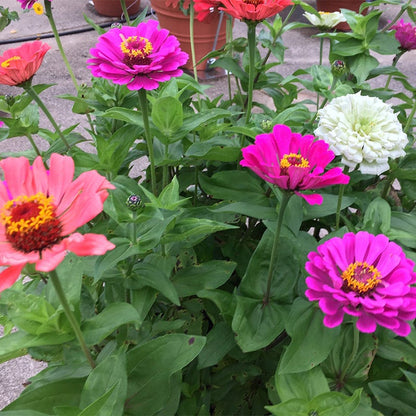 Under The Sea Zinnia Seed Mix