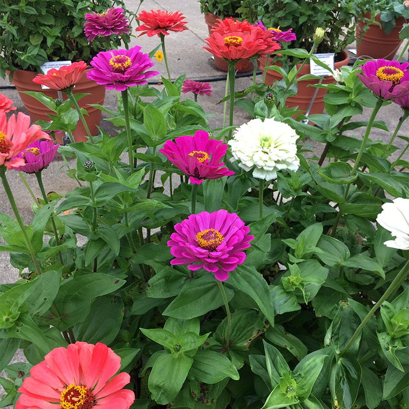 Under The Sea Zinnia Seed Mix