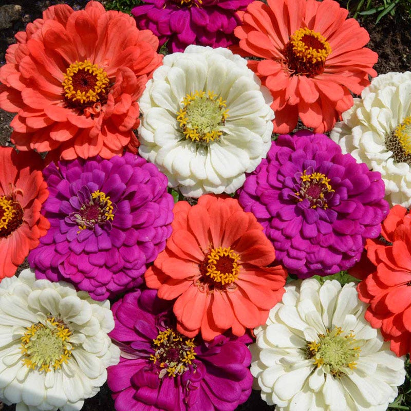 Sulphur Cosmos & Zinnia - Under The Sea Seed Combo