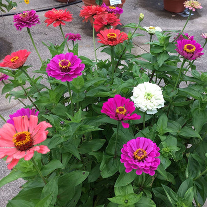 Under The Sea Zinnia Seed Mix