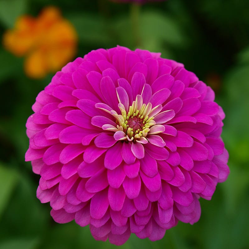Violet Queen Zinnia Seeds