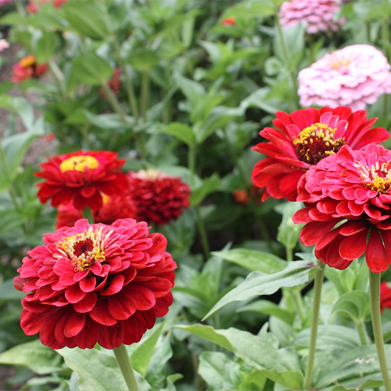 Will Rogers Zinnia Seeds