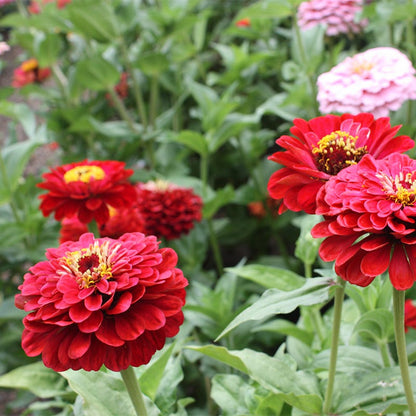 Will Rogers Zinnia Seeds