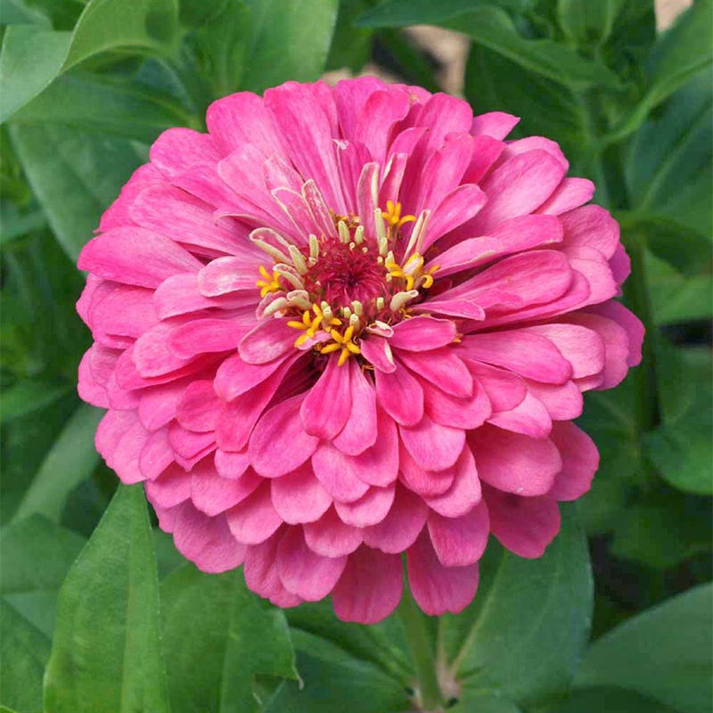 pink flower seed packets All Things Grow With Love Seed Packet