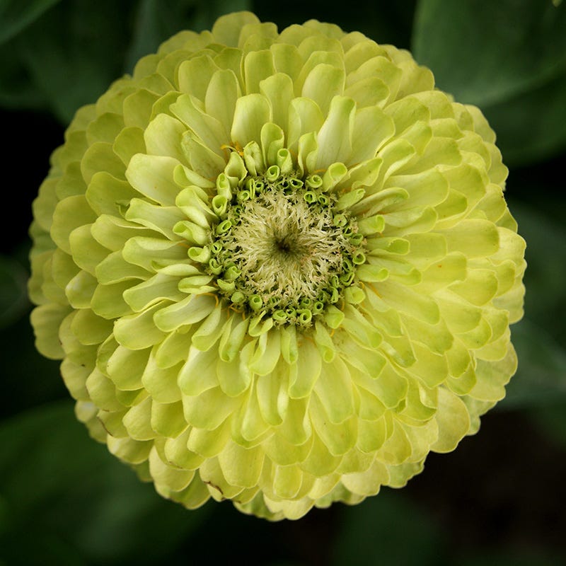 Find Your Zen Zinnia Seed Collection