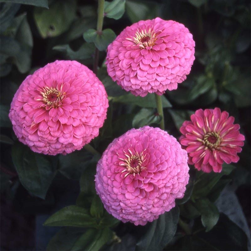 Illumination Zinnia Seeds