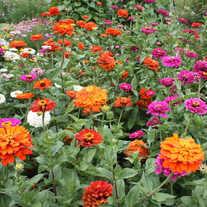Zinnia Seed Mix
