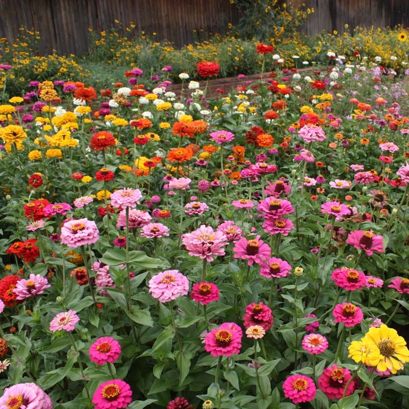 5g mixed zinnia flower seed easy to grow plant Zinnia Seed Mix