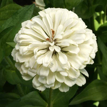 Find Your Zen Zinnia Seed Collection