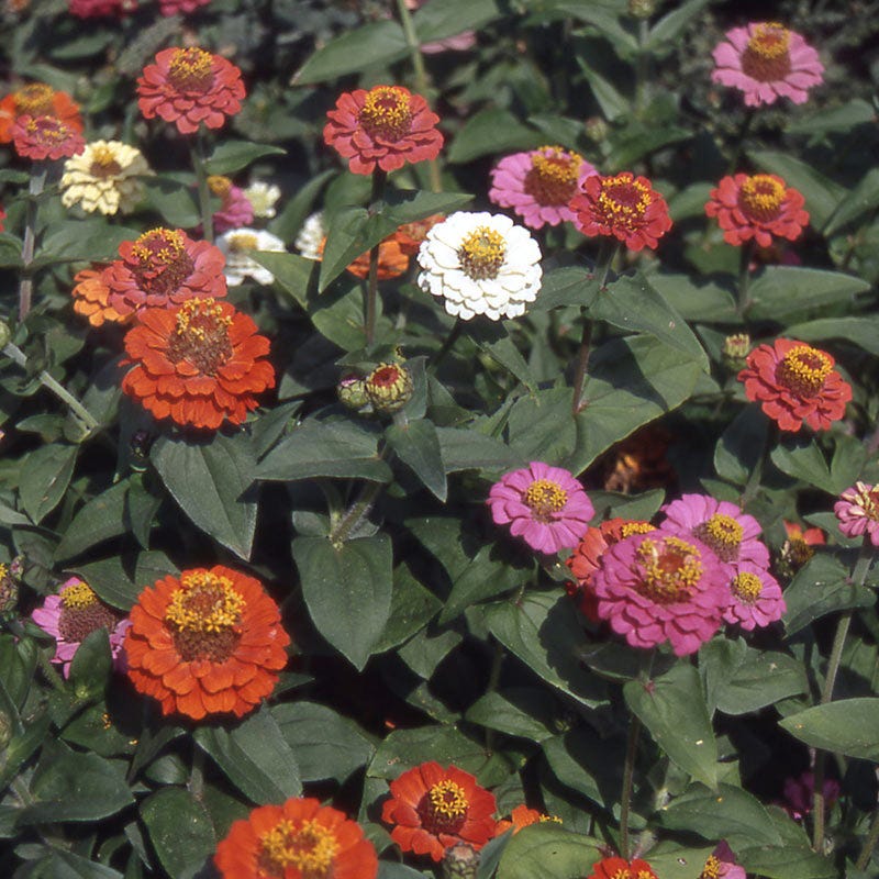 Thumbelina Zinnia Seed Mix