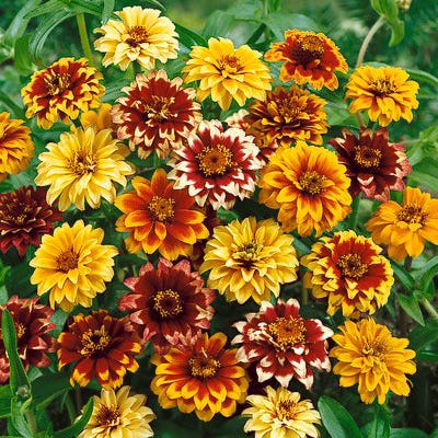 Persian Carpet Mexican Zinnia Seeds