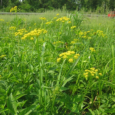 Golden Alexander Seeds