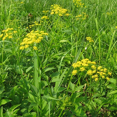 Golden Alexander Seeds, Zizia aurea
