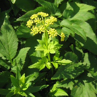 Golden Alexander Seeds