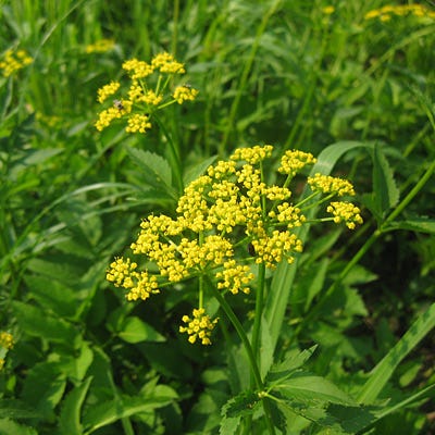 golden flower seeds Golden Alexander Seeds | Yellow
